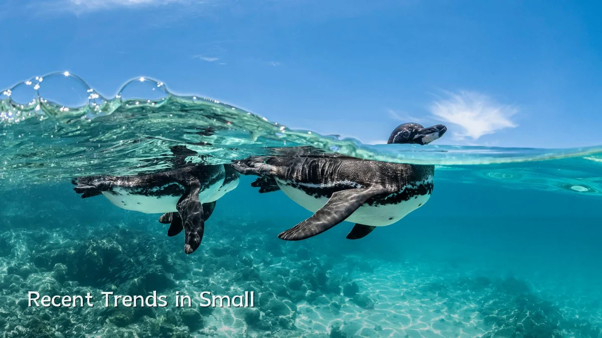 Recent Trends in Small